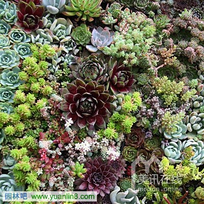 多肉植物墙艺术制作