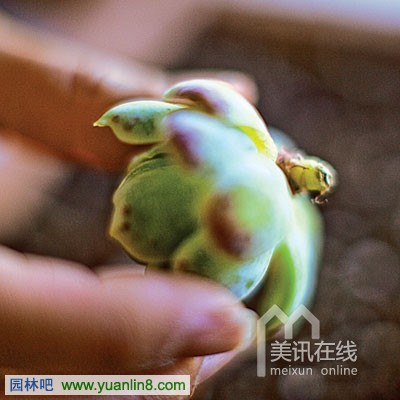 多肉植物墙艺术制作