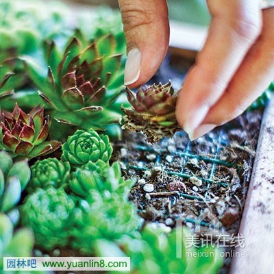 多肉植物墙艺术制作