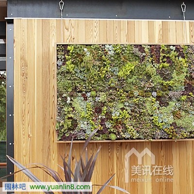 多肉植物墙艺术制作